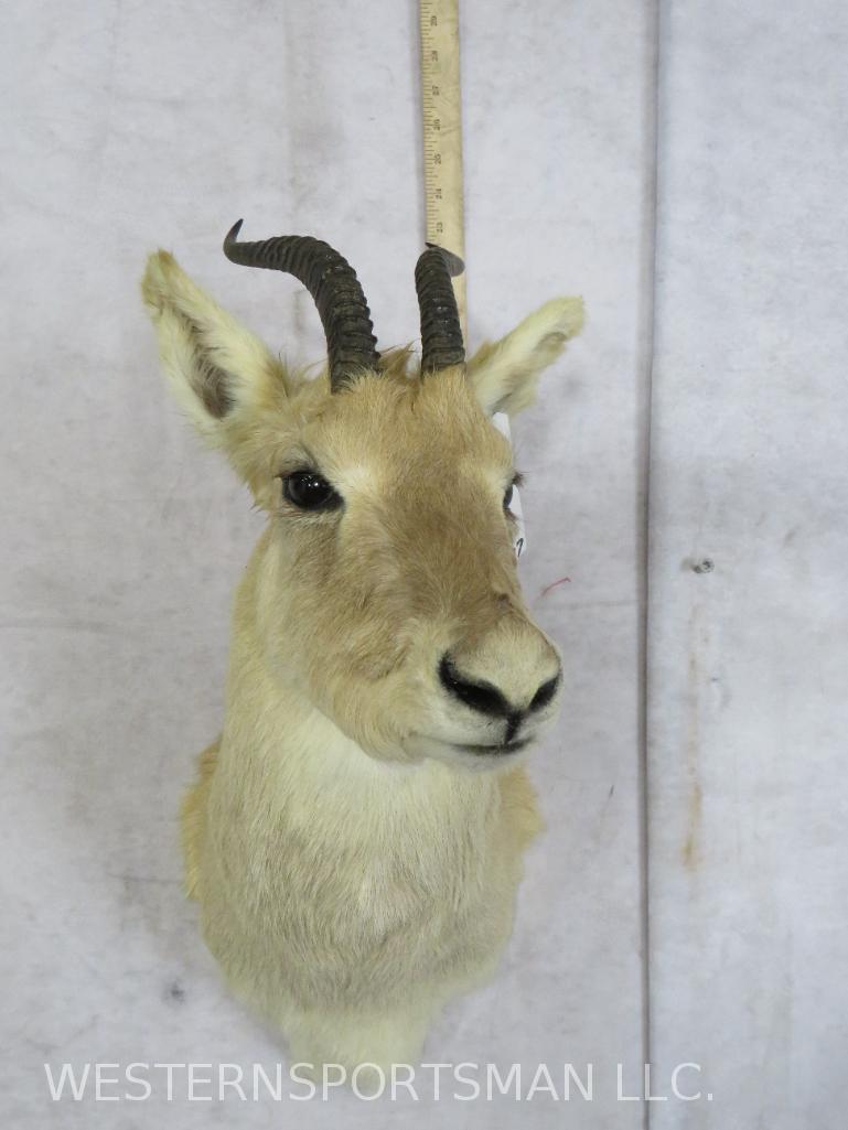 Tibetan Gazelle Sh Mt TAXIDERMY: TAXIDERMY