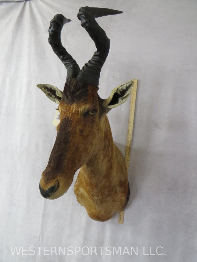 Red Hartebeest Sh Mt  TAXIDERMY (1 of 3)