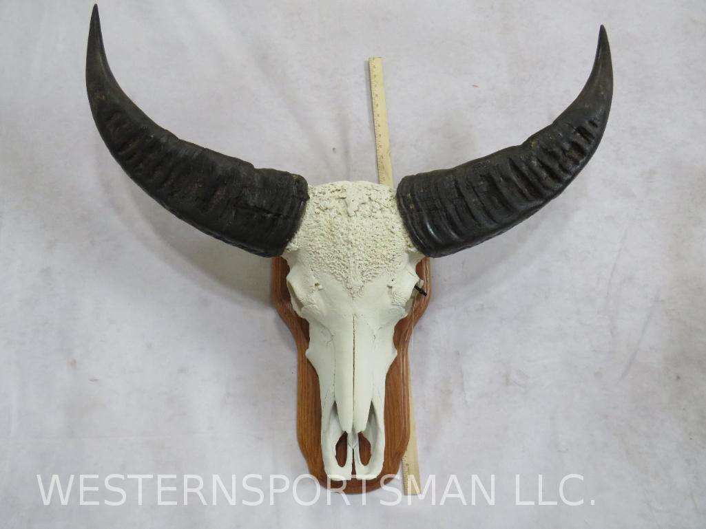 Water SKULL ON PLAQUE TAXIDERMY: TAXIDERMY