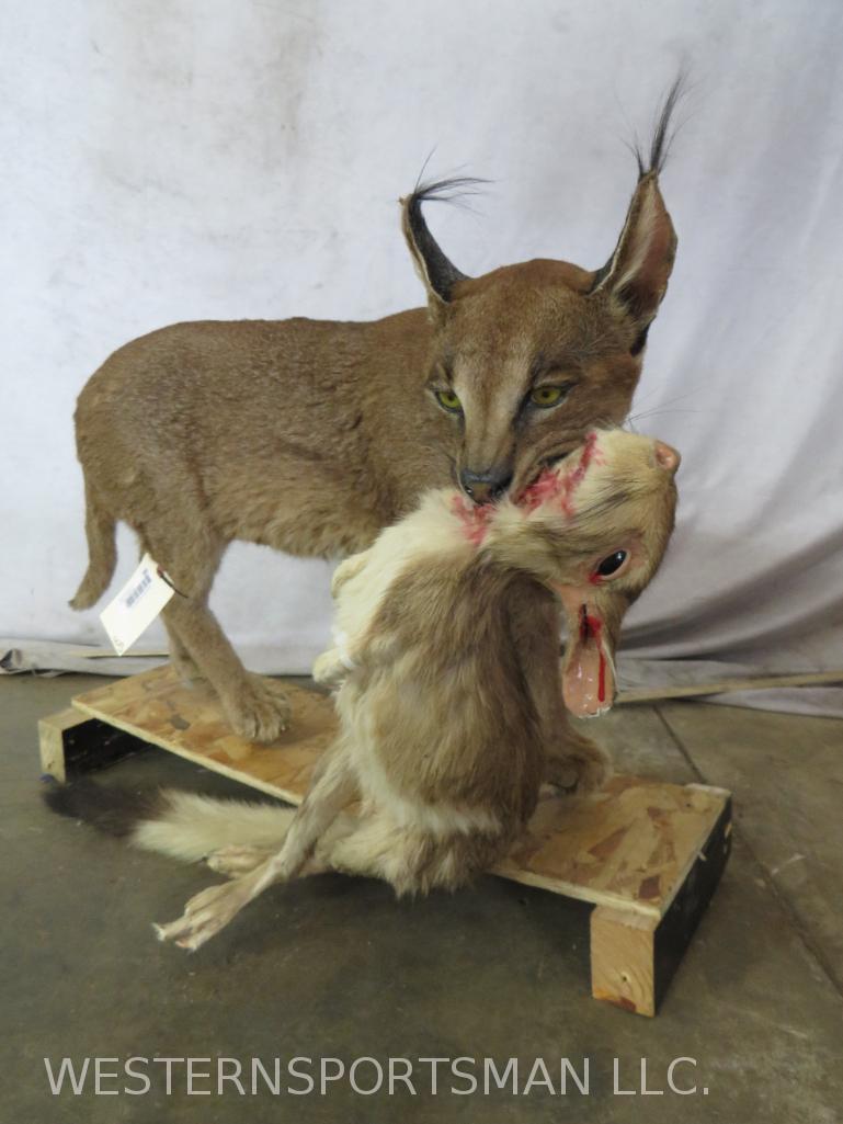 LIFESIZE CARACAL CAT W/SPRINGHARE IN MOUTH  TAXIDERMY (1 of 5)