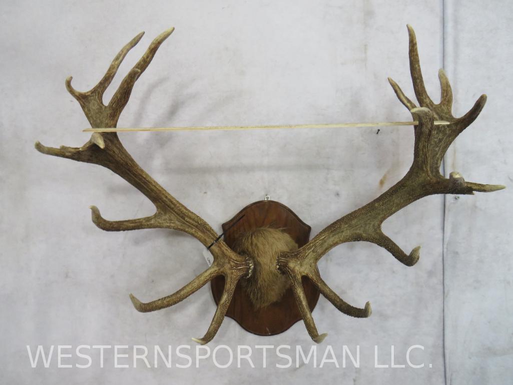 RED STAG RACK ON PLAQUE TAXIDERMY: TAXIDERMY