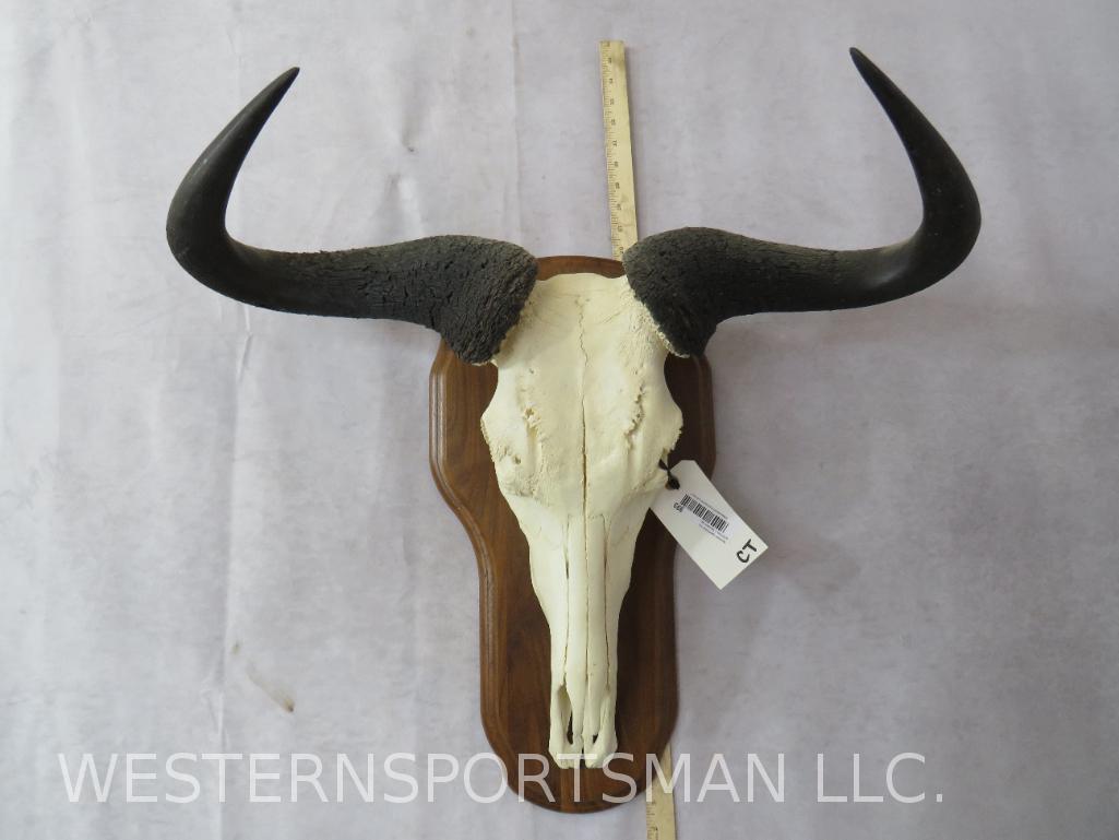 Wildebeest Skull on Plaque: TAXIDERMY
