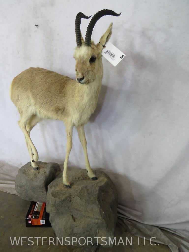 Lifesize Tibetan Gazelle on Base TAXIDERMY: TAXIDERMY