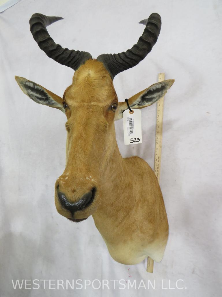 COKE'S HARTEBEEST SH MT  TAXIDERMY (1 of 4)