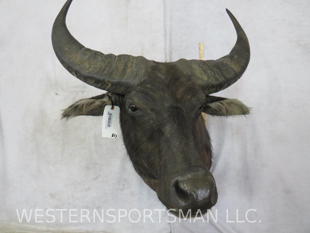 Water Buffalo Sh Mt  TAXIDERMY (1 of 5)