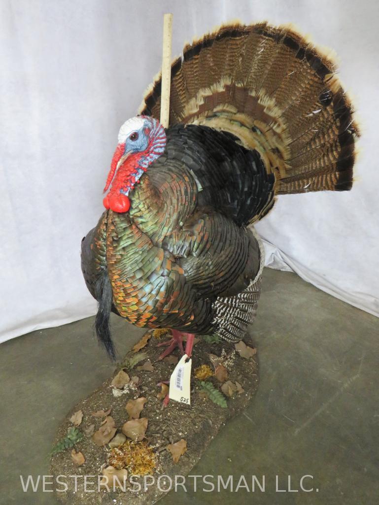 Lifesize Strutting Turkey on Base  TAXIDERMY (1 of 8)