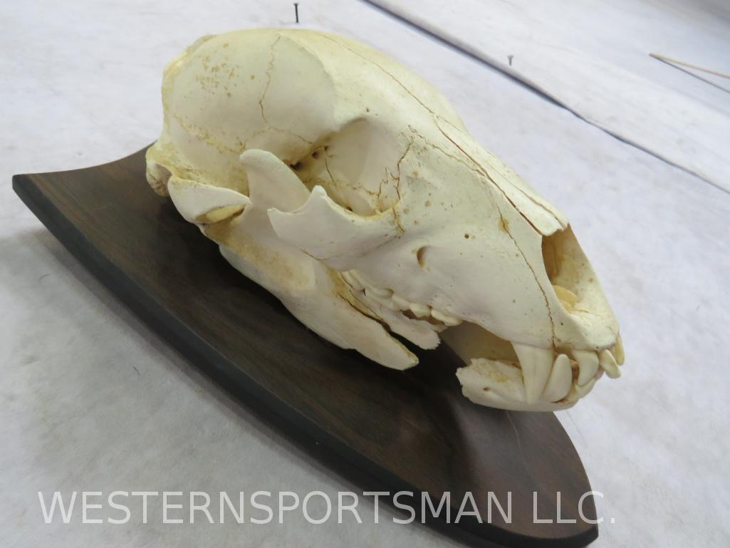 BLACK BEAR SKULL ON PLAQUE  TAXIDERMY (1 of 5)