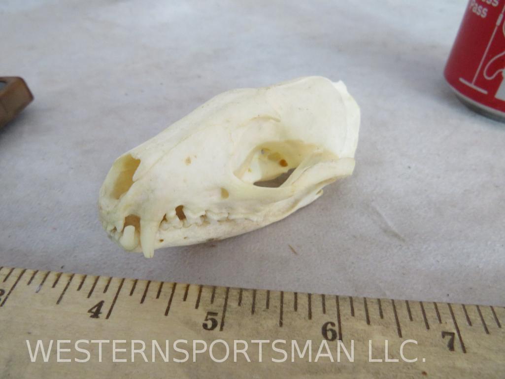 GENET CAT  SKULL TAXIDERMY (1 of 6)