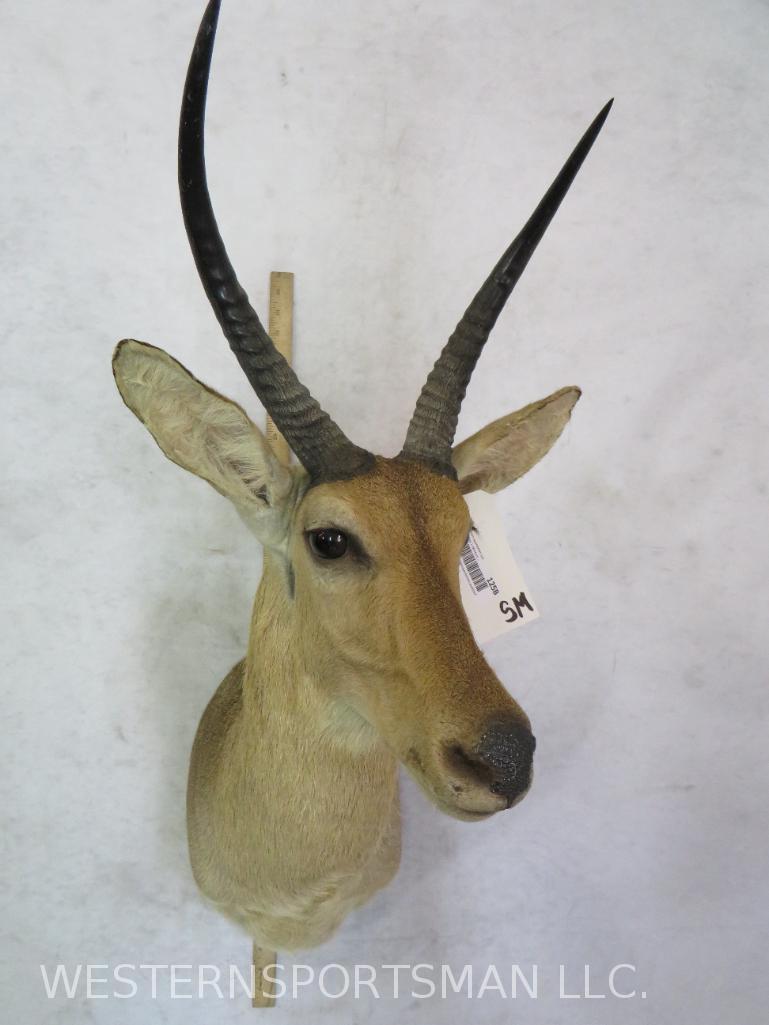COMMON REEDBUCK SH MT  TAXIDERMY (1 of 4)