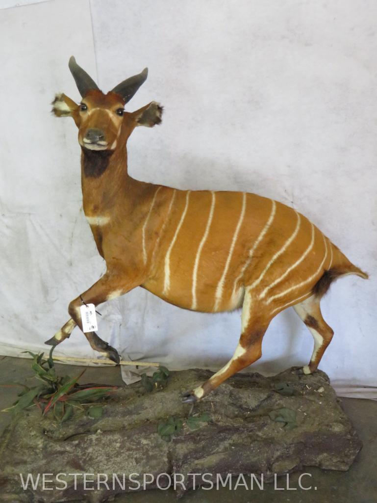 LIFESIZE BONGO ON BASE  TAXIDERMY (1 of 4)