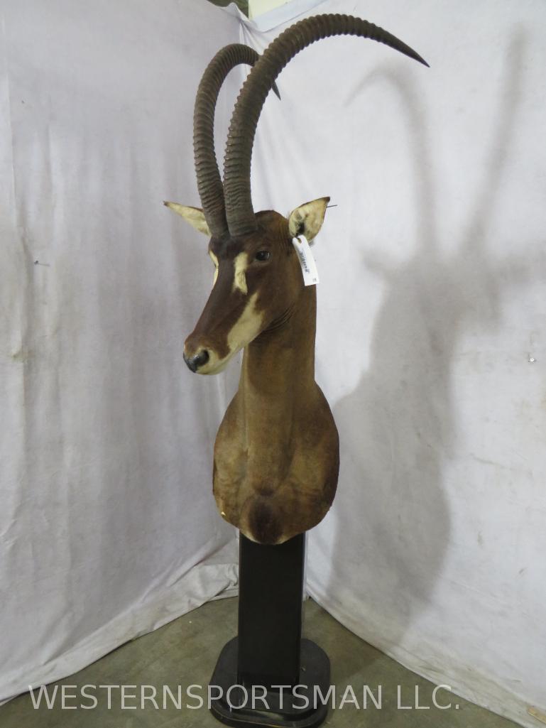 HUGE HORNED BEAUTIFUL SABLE PEDESTAL MT  TAXIDERMY (1 of 6)