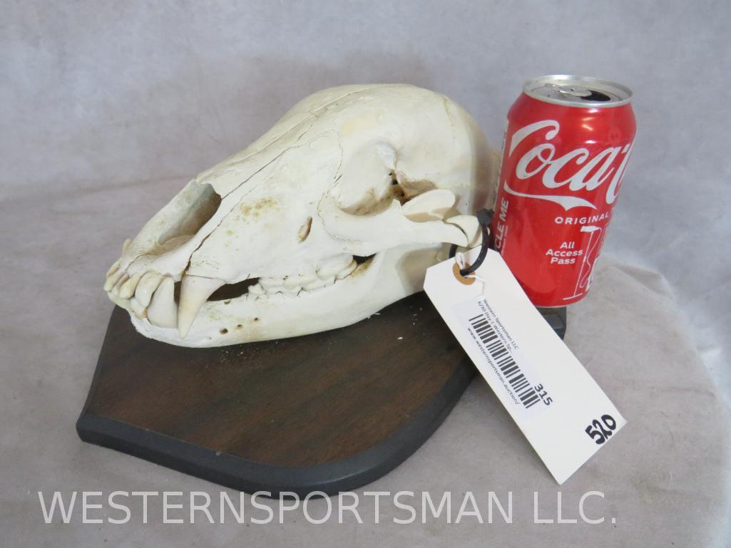 BLACK BEAR SKULL ON PLAQUE  TAXIDERMY (1 of 6)