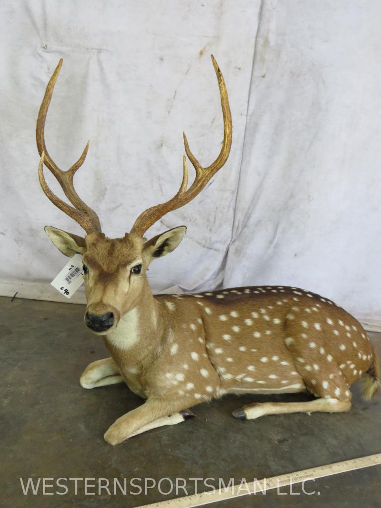 LIFESIZE LAYING AXIS DEER  TAXIDERMY (1 of 4)