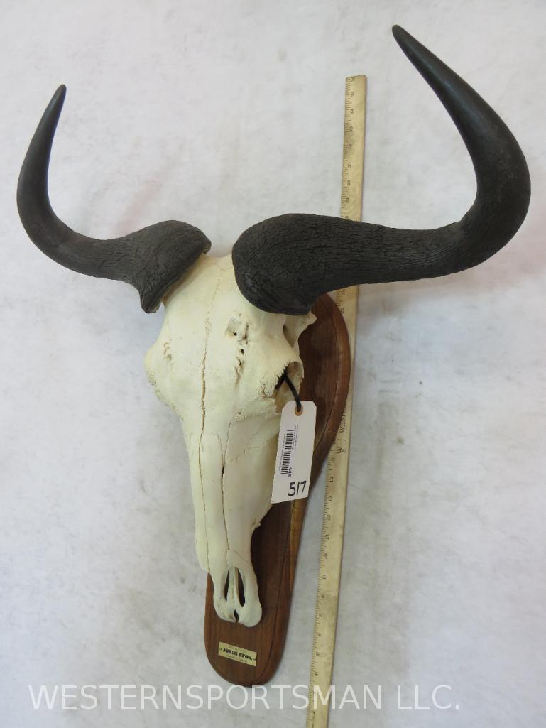 WILDEBEEST SKULL ON PLAQUE TAXIDERMY: TAXIDERMY