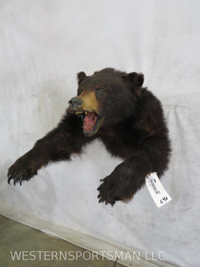 1/2 Body Black Bear  TAXIDERMY (1 of 4)