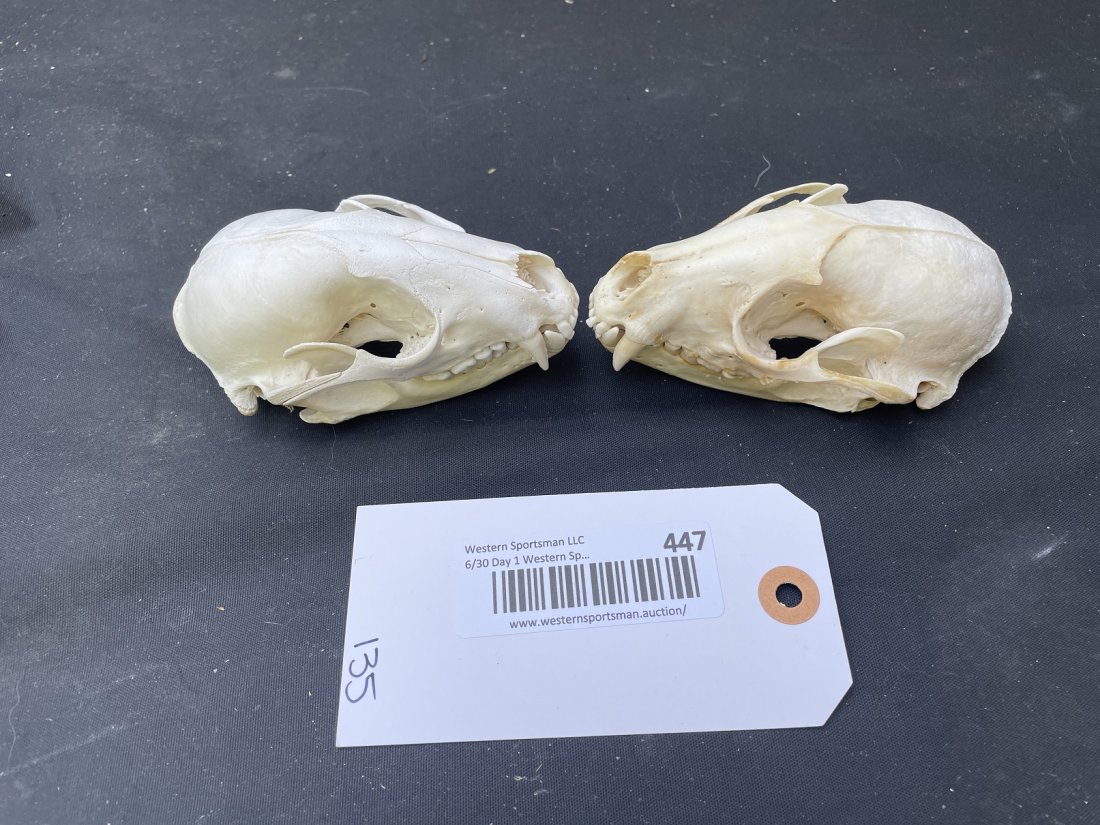 2 Large Raccoon skulls ALL teeth, 4 1/2 inches long x 3 inches wide....excellent Oddity Taxidermy, 2: 2 Large Raccoon skulls ALL teeth, 4 1/2 inches long x 3 inches wide....excellent Oddity Taxidermy, 2 x $