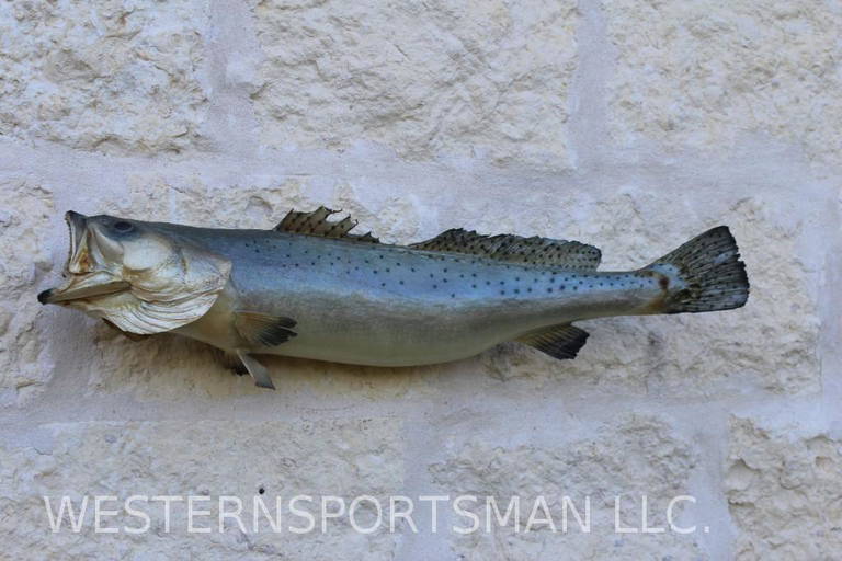 Huge skin mounted Speckled Trout measuring 31inches long. "A keeper