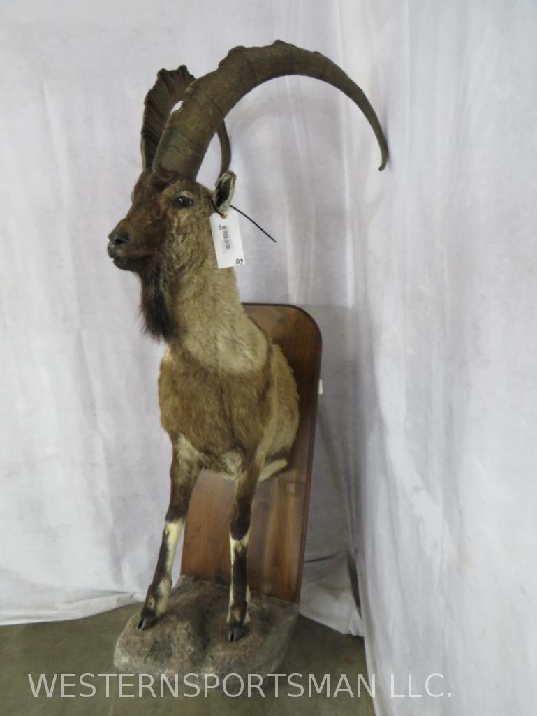 1/2 Body Ibex on Plaque TAXIDERMY: TAXIDERMY