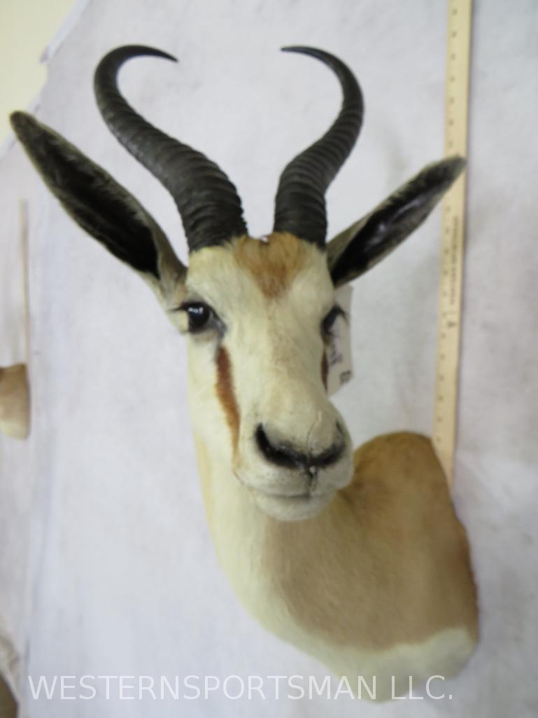 Springbok Sh Mt TAXIDERMY (1 of 4)