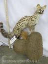 Lifesize Genet Cat on Base  TAXIDERMY