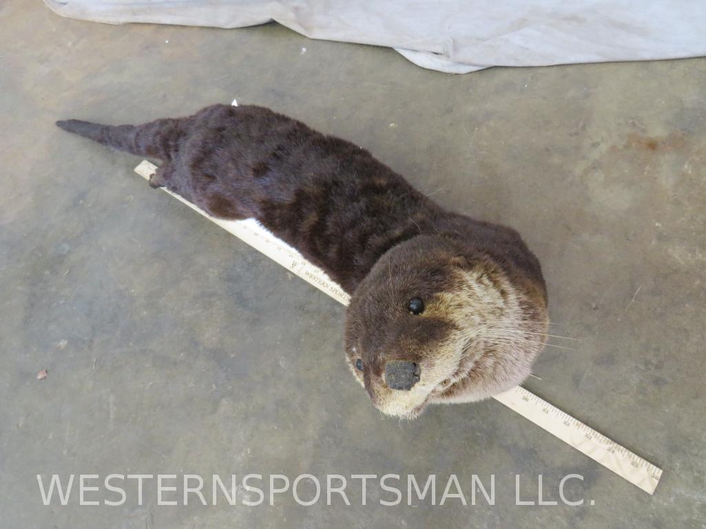 Lifesize Otter - No Base TAXIDERMY: TAXIDERMY