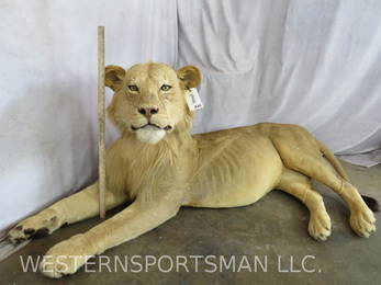 Lifesize Laying Lion - No Base - *TX RES ONLY*  TAXIDERMY