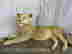 item-130855254=2