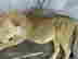 item-130855254=5