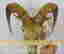 item-130855260=4