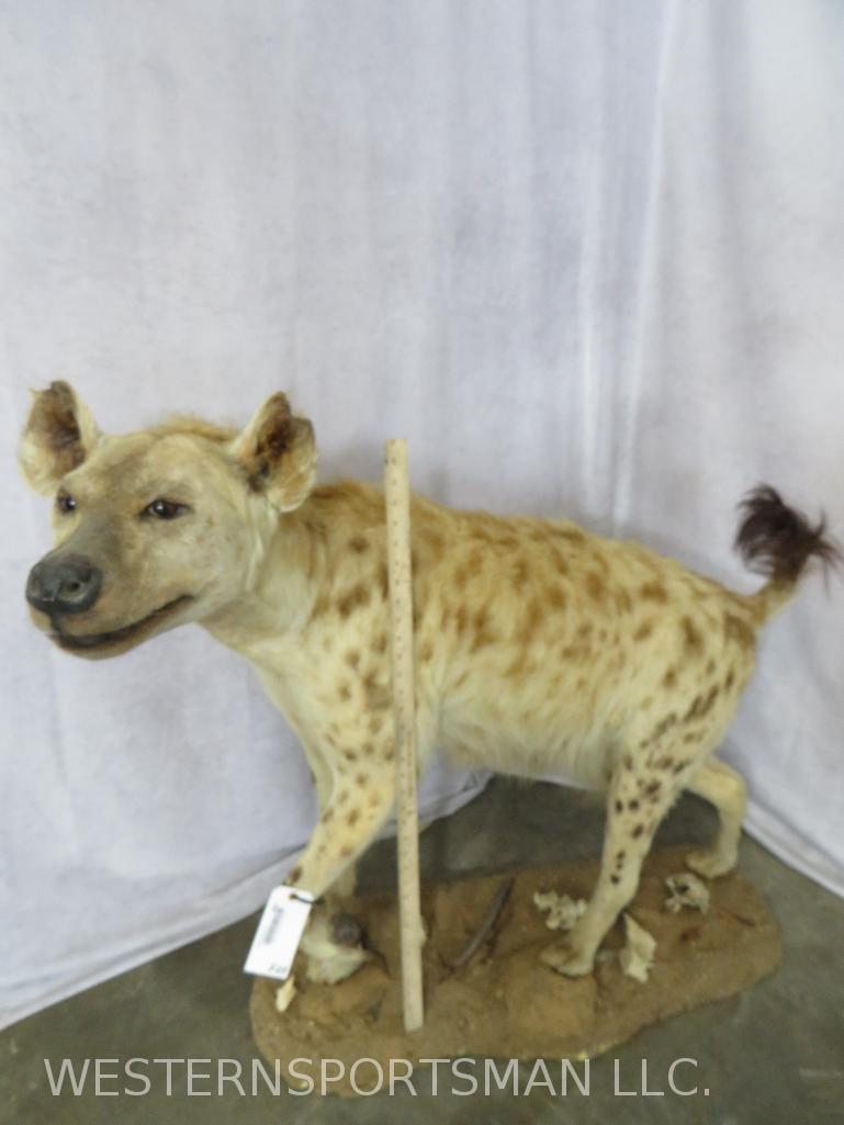 LIFESIZE HYENA ON BASE  TAXIDERMY (1 of 3)