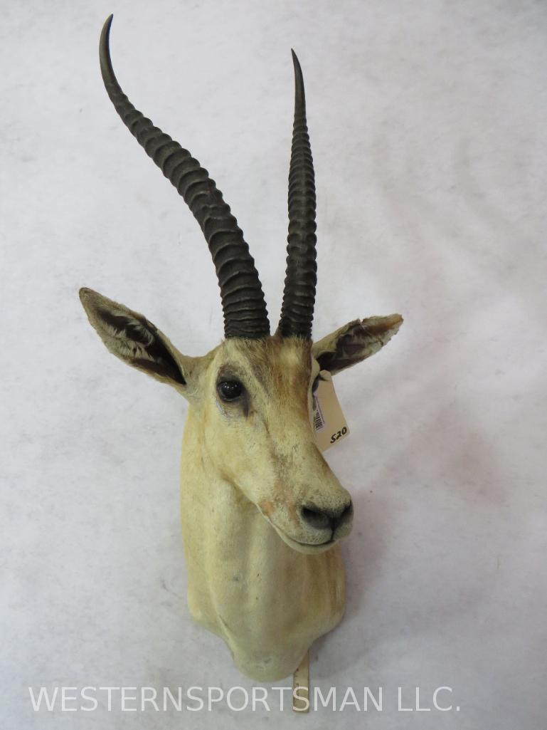 VINTAGE GRANTS GAZELLE SH MT  TAXIDERMY (1 of 4)