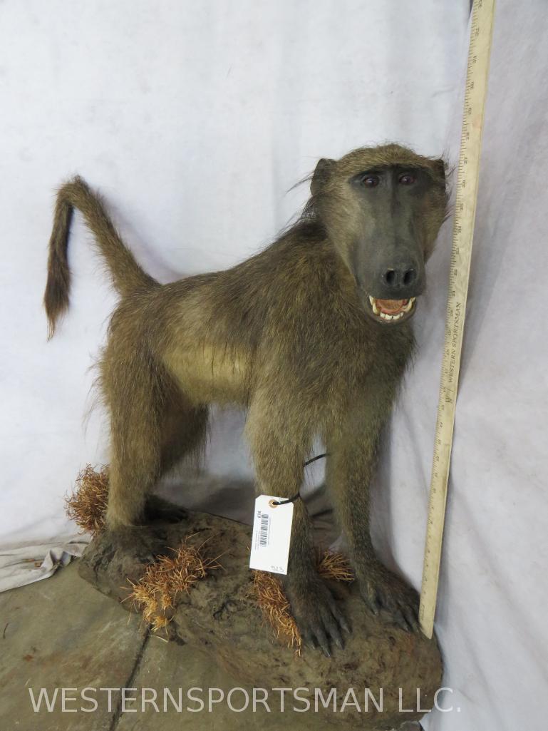 LIFESIZE BABOON ON BASE  TAXIDERMY (1 of 4)