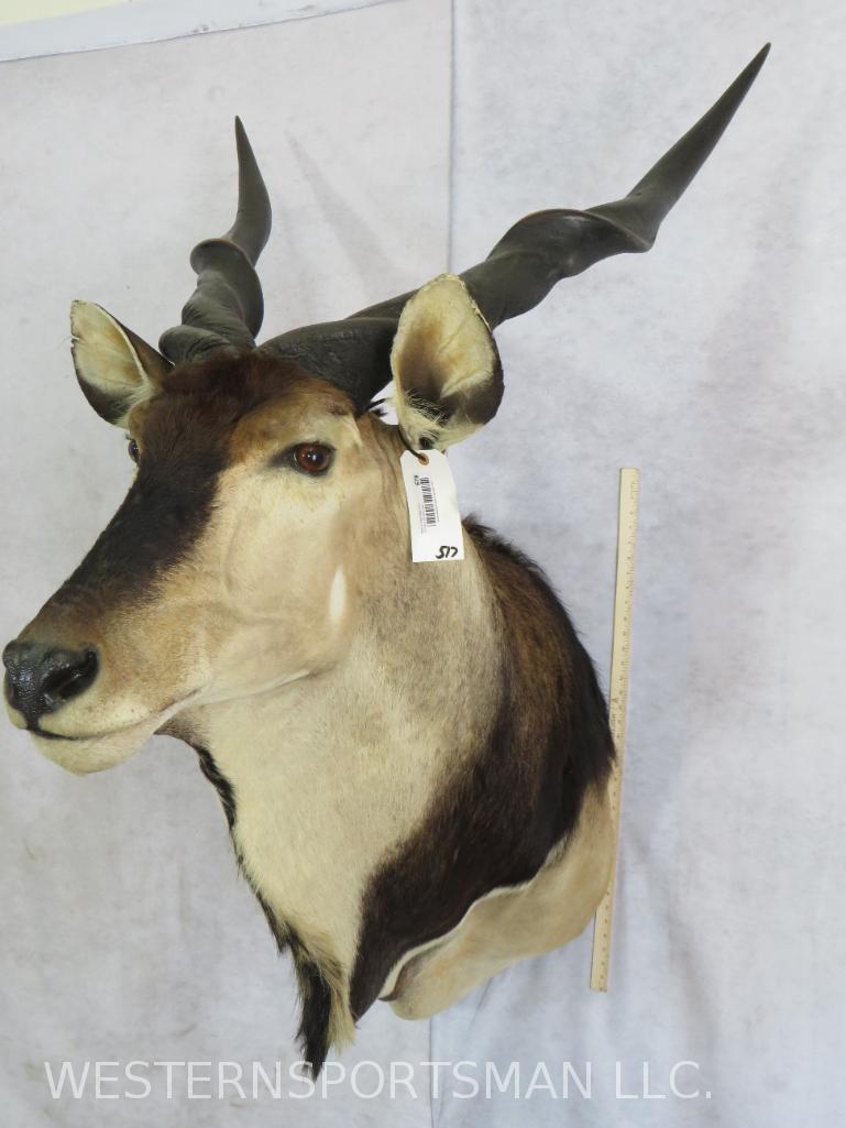 Lord Derby Eland Sh Mt (1 of 7)