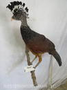 GREAT CURASSOW (FEMALE)  TAXIDERMY