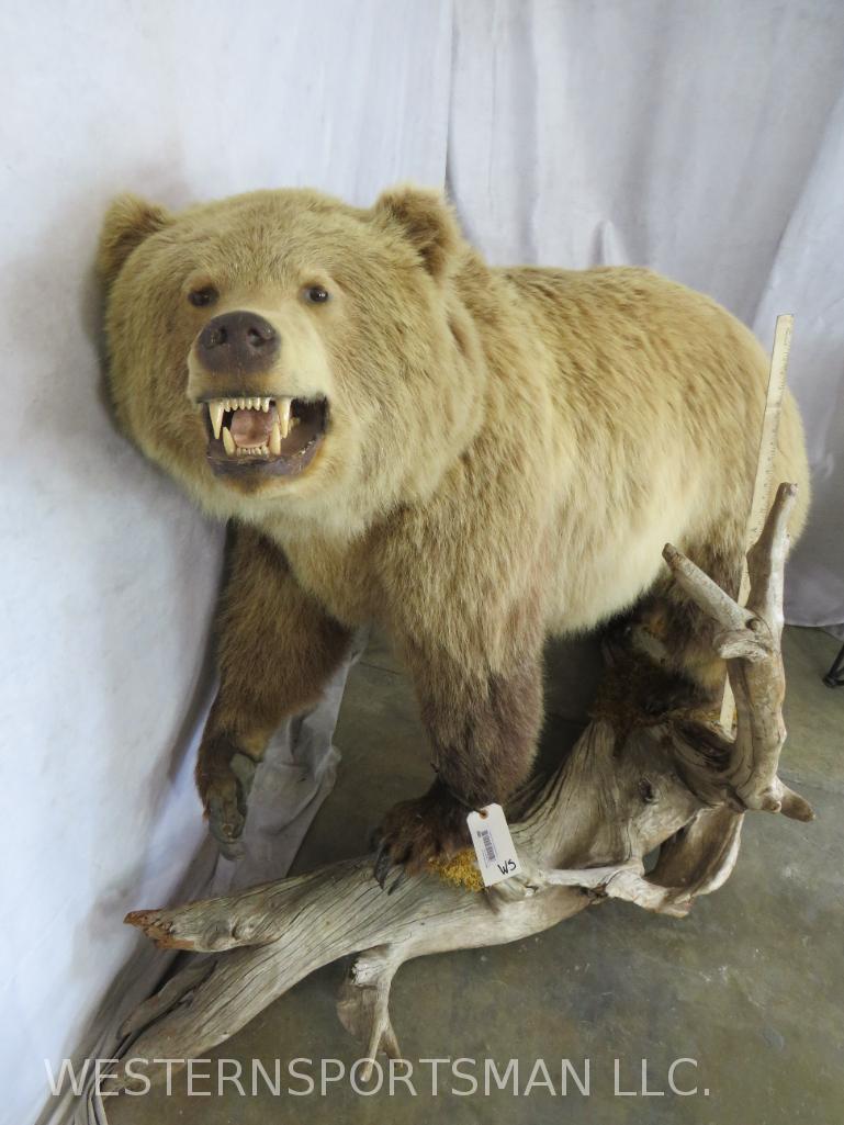 Lifesize Grizzly Bear on Driftwood TAXIDERMY (1 of 6)