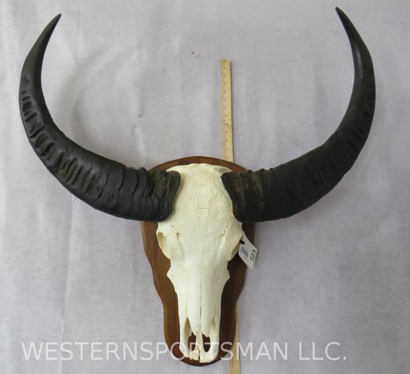 Water Buffalo Skull on Plaque  TAXIDERMY (1 of 4)