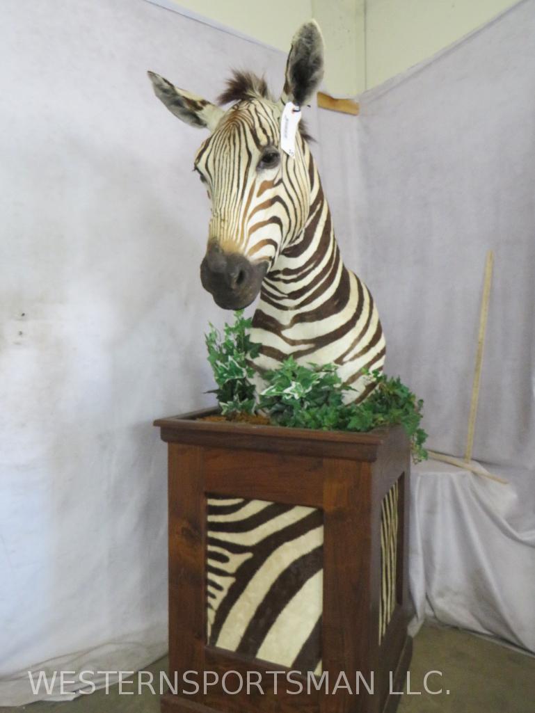 REALLY NICE ZEBRA PEDESTAL  TAXIDERMY (1 of 8)