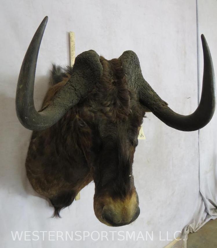 Black Wildebeest Sh Mt  TAXIDERMY (1 of 4)