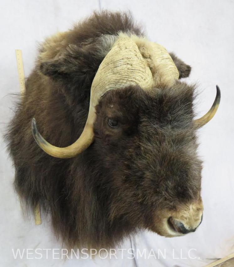MUSK OX SH MT TAXIDERMY (1 of 4)