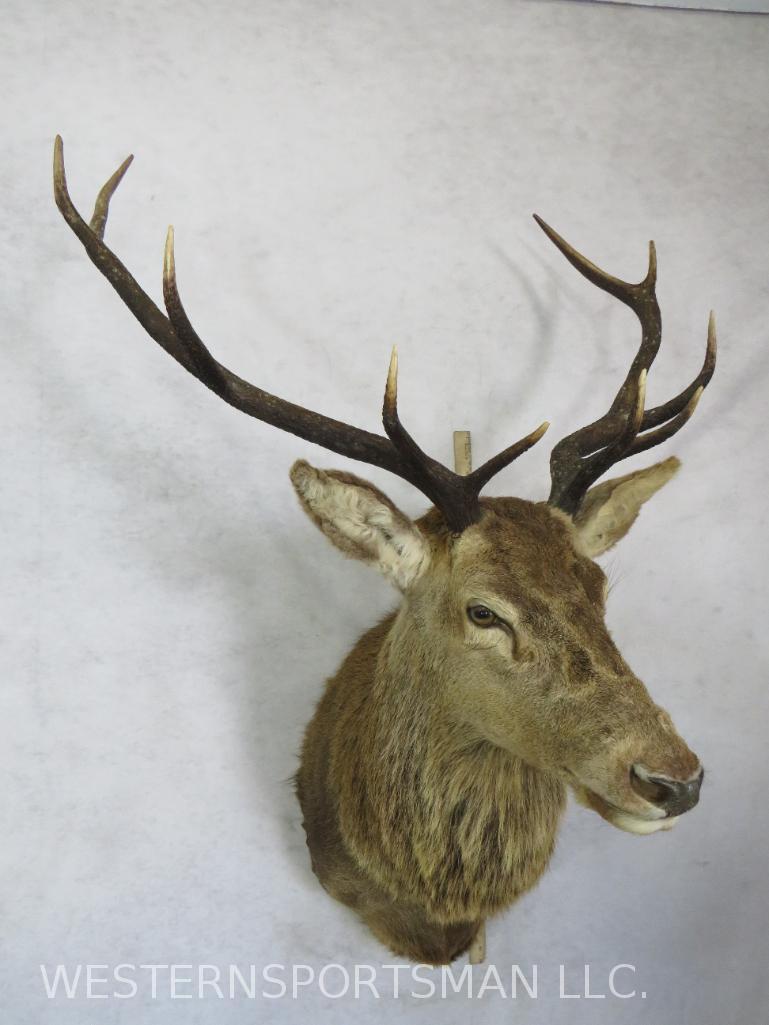 Red Stag Sh Mt  TAXIDERMY (1 of 4)