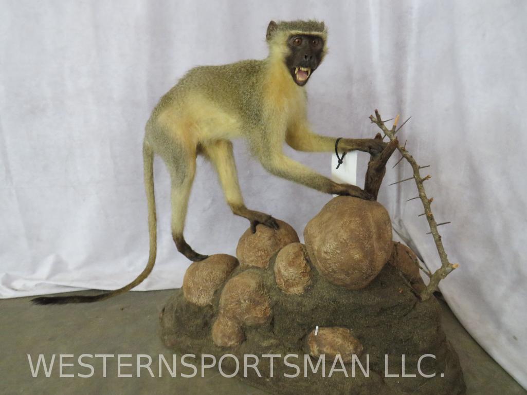 Lifesize Vervet Monkey on Base  TAXIDERMY (1 of 4)