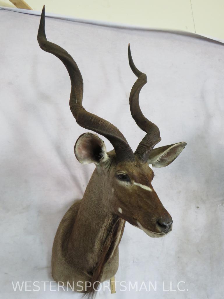REALLY NICE Kudu Sh Mt  TAXIDERMY (1 of 5)