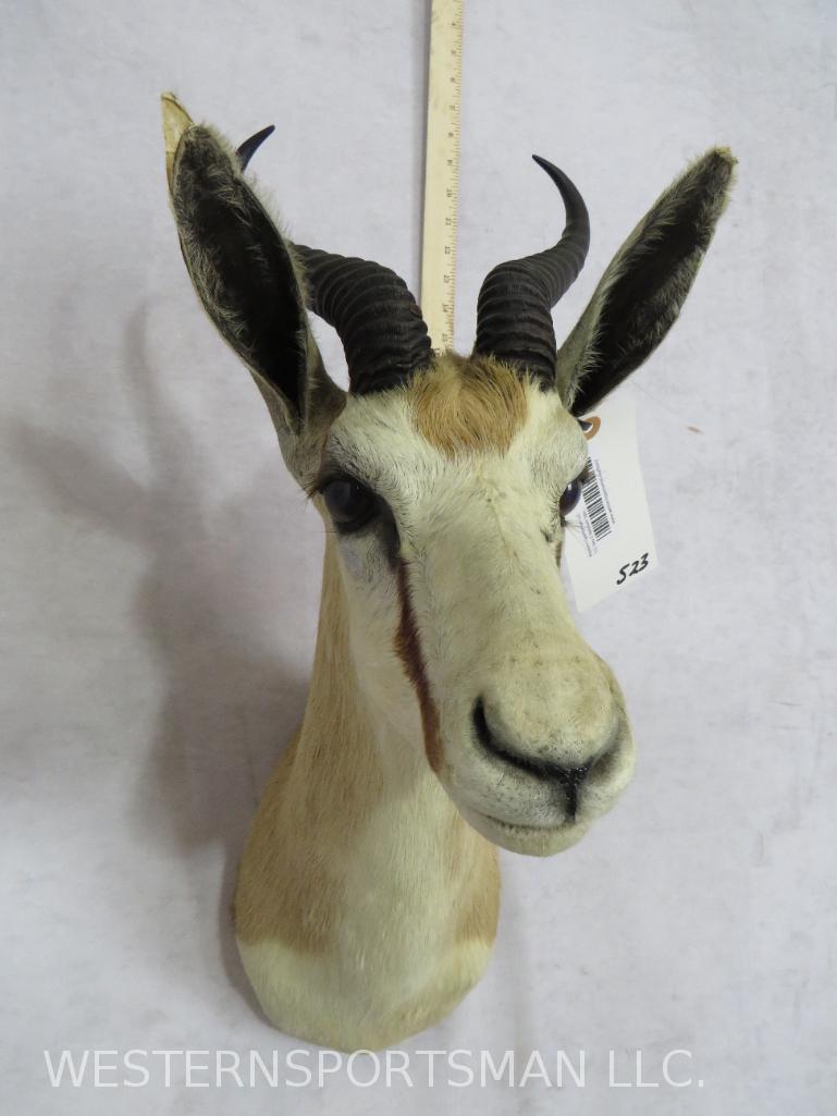 Springbok Sh Mt TAXIDERMY (1 of 3)