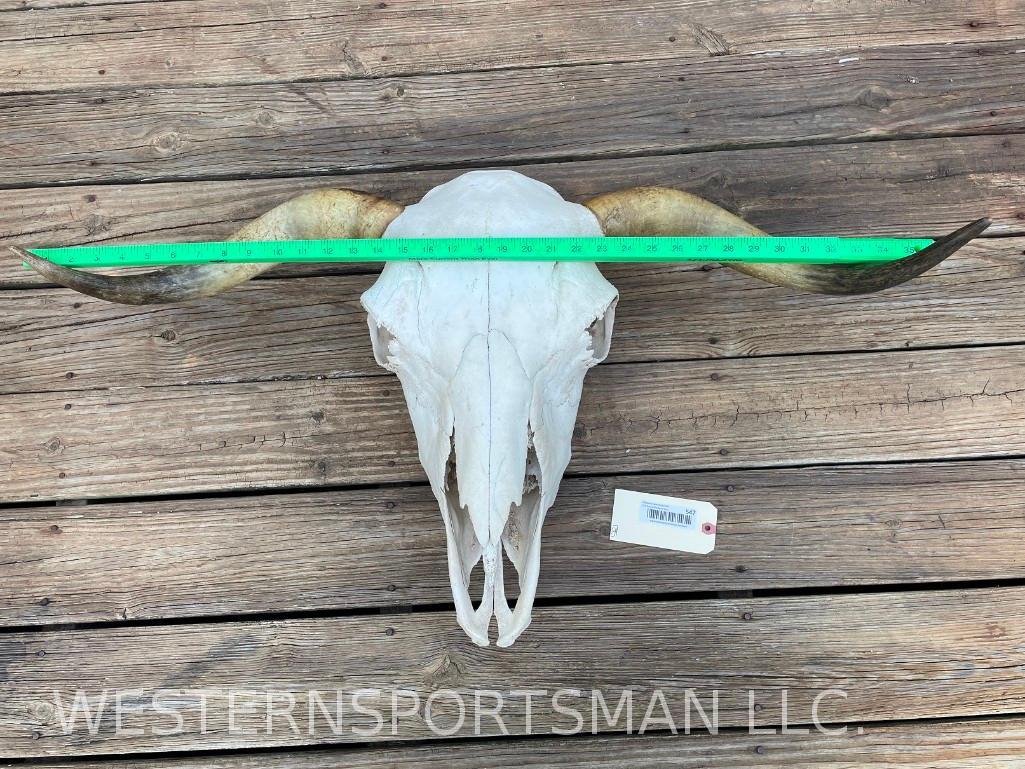 VERY NICE Steer Skull/ no hole/ 36" spread to horn tips, skull is 21" long (1 of 5)