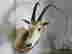 item-131356966=2