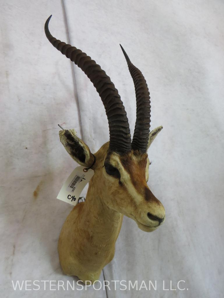 Grants Gazelle Sh Mt  TAXIDERMY (1 of 3)