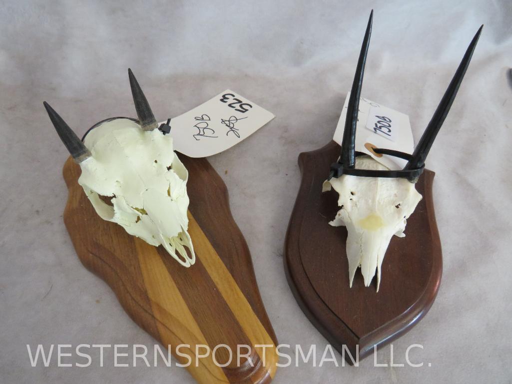 2 ANTELOPE SKULLS ON PLAQUES (2x$)  TAXIDERMY (1 of 3)