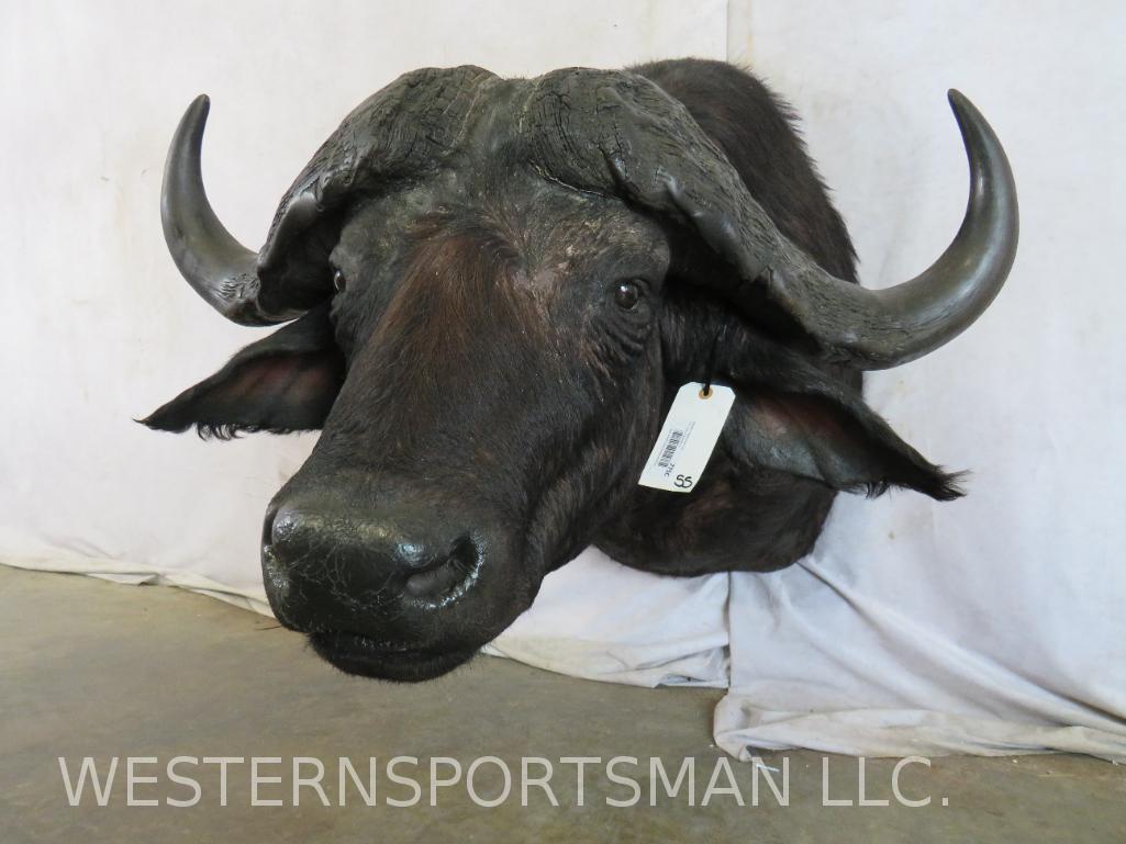 CAPE BUFFALO SH MT  TAXIDERMY (1 of 5)