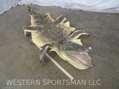 Alligator Hide W/Mounted Head  TAXIDERMY