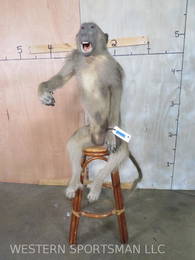 Lifesize Baboon on  Bar Stool  TAXIDERMY ODDITY